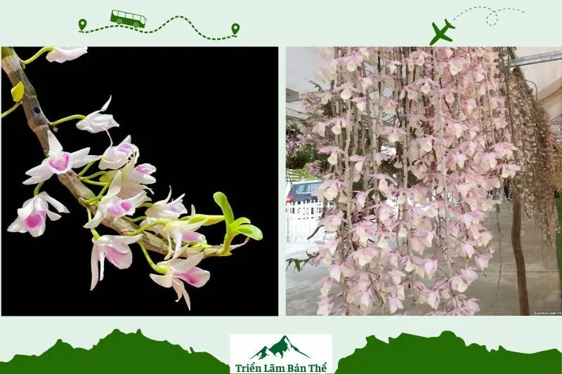 Lan rừng Lai Châu: Đặc điểm và vẻ đẹp tự nhiên
